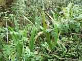 Gal 1240 Polypodium phyllitidis